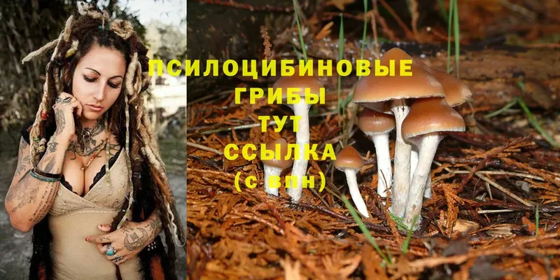 Галлюциногенные грибы Psilocybe  продажа наркотиков  Кувандык 